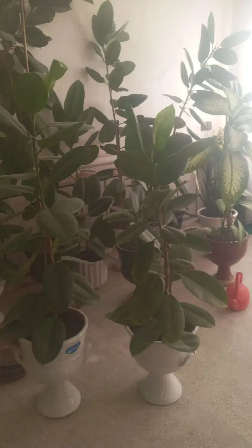 گلی طبیعی|گل و گیاه طبیعی|یاسوج, |دیوار