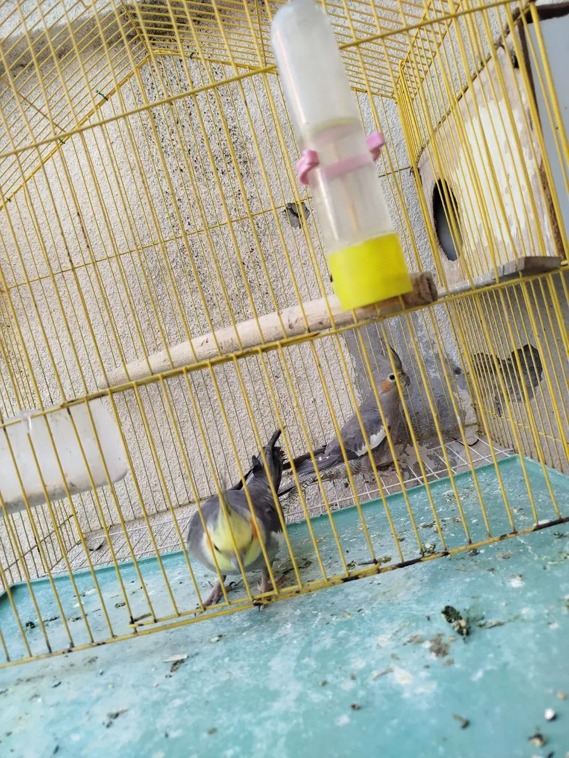 عروس هلندی بسیار سالم سر حال|پرنده|گرگان, |دیوار