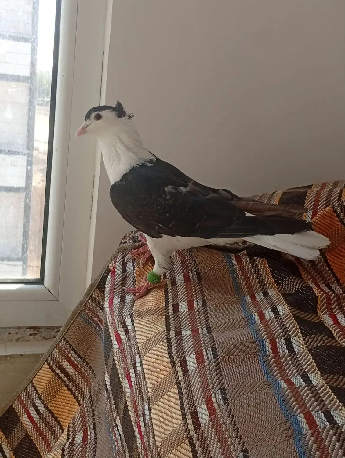 نر شیرازی ب شرط|پرنده|چگنی, |دیوار