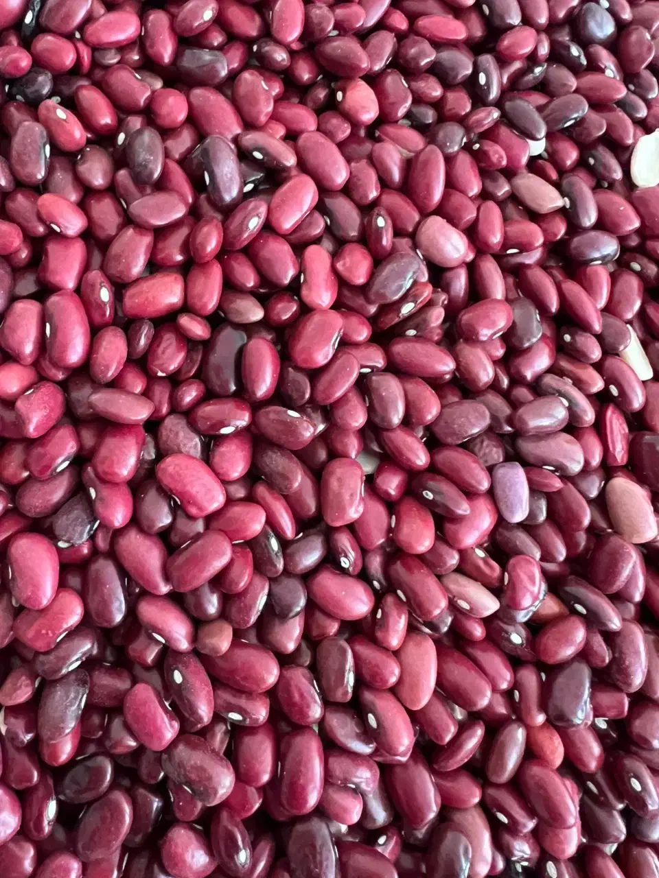 لوبیا قرمز سفید|خوردنی و آشامیدنی|اسفراین, |دیوار