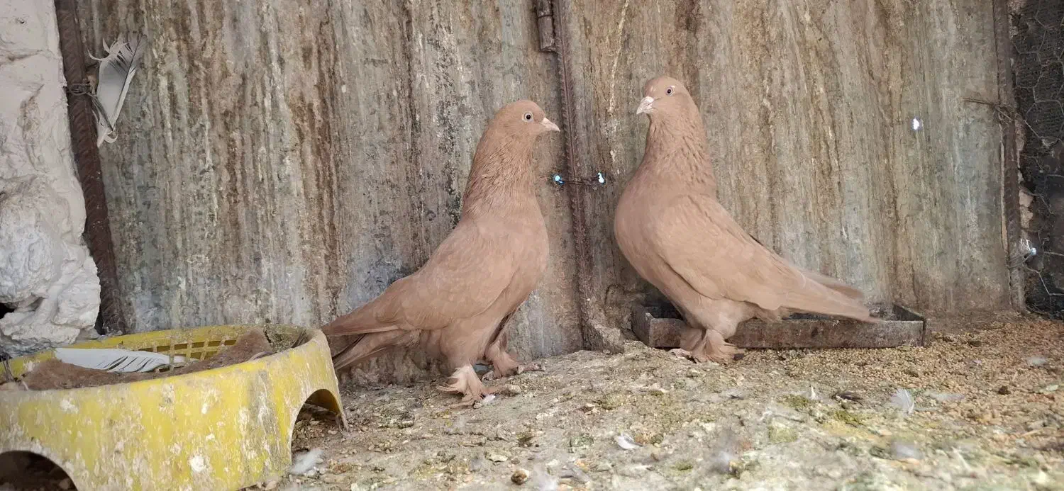 زرد هل پاپر|حیوانات|شیراز, شهرک استقلال|دیوار