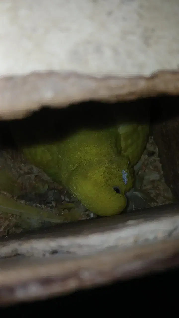 مرغ عشق انگلیسی روی تخم|پرنده|قائم‌شهر, |دیوار