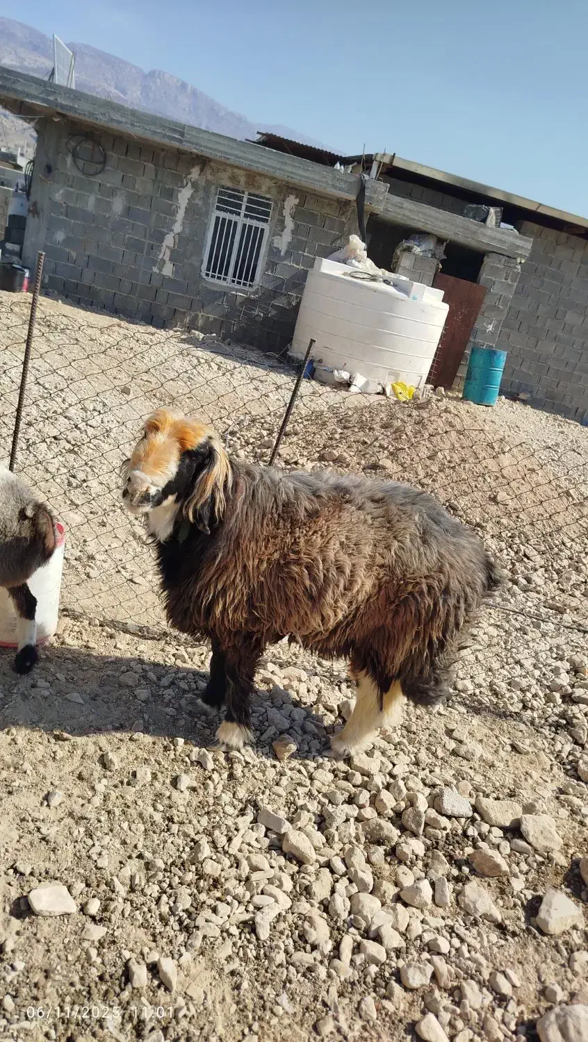 قوچ وبره قوچی|حیوانات مزرعه|کوه چنار, |دیوار