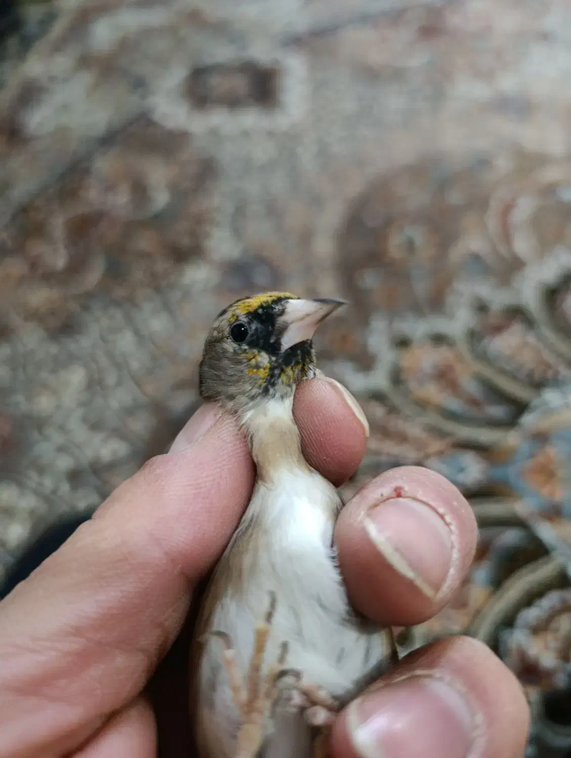 سهره|پرنده|ری, علایین|دیوار