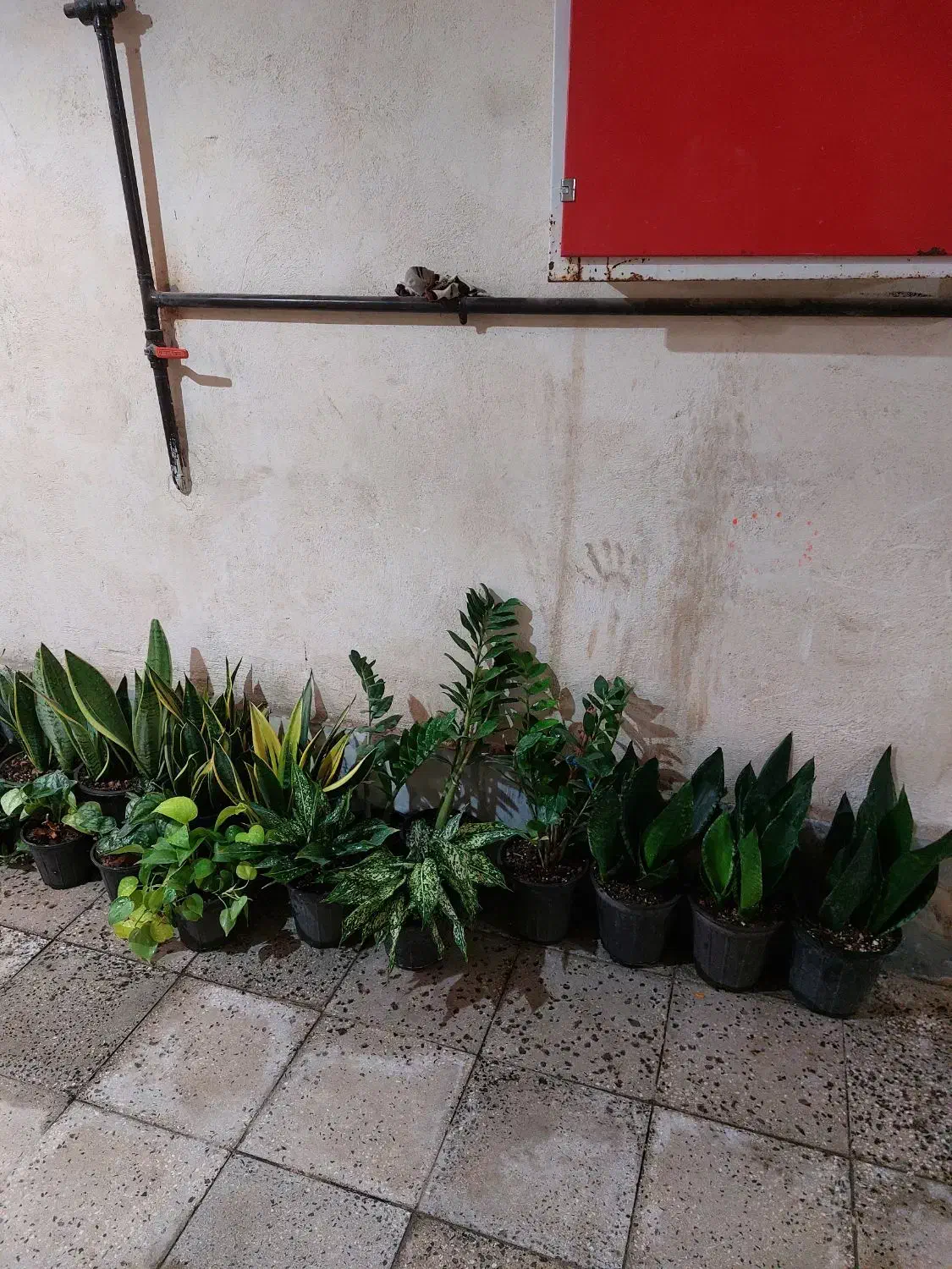 فروش ویژه گل طبیعی بمناسبت یلدا|گل و گیاه طبیعی|اسلامشهر, مطهری|دیوار