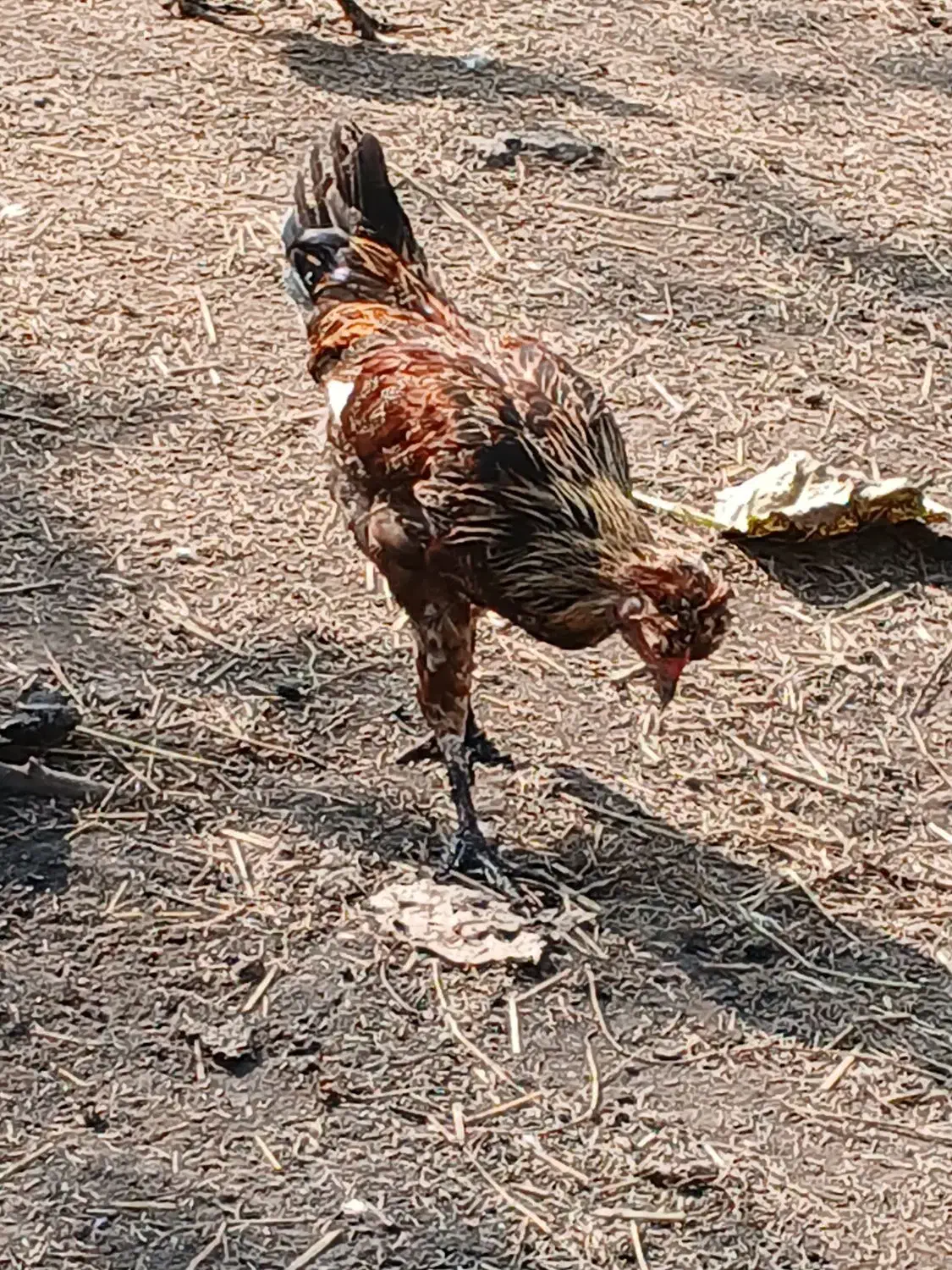 خروس|حیوانات مزرعه|رشت, پیرکلاچای|دیوار