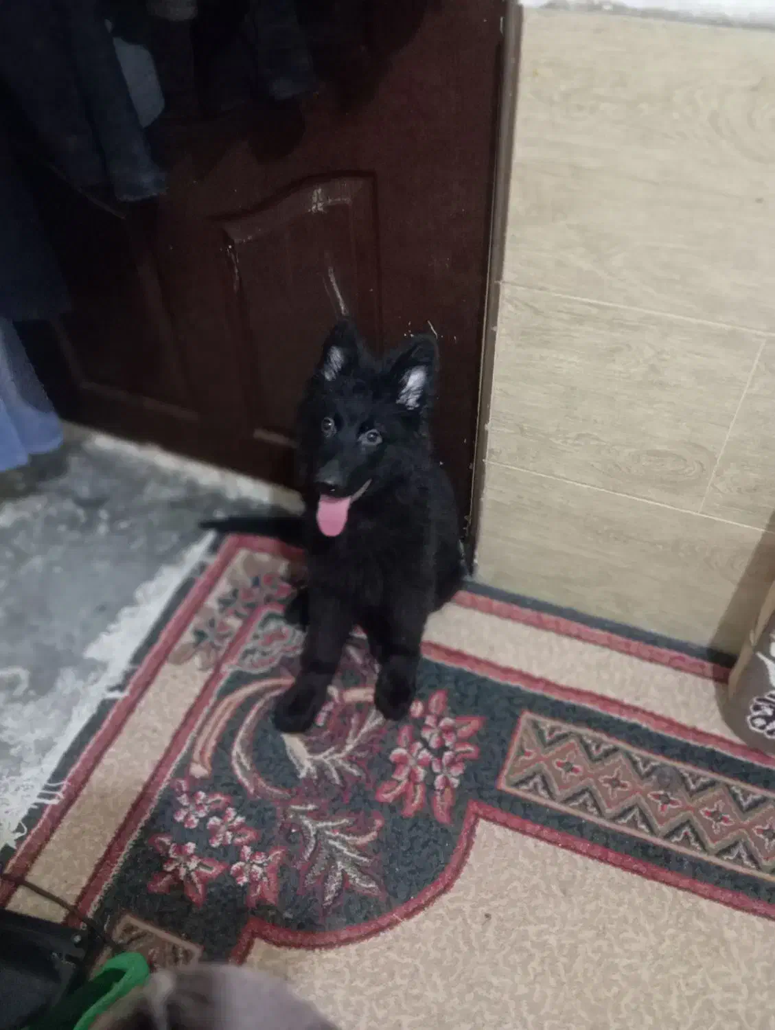 توله ژرمن بلک ماده|سگ|بم, |دیوار