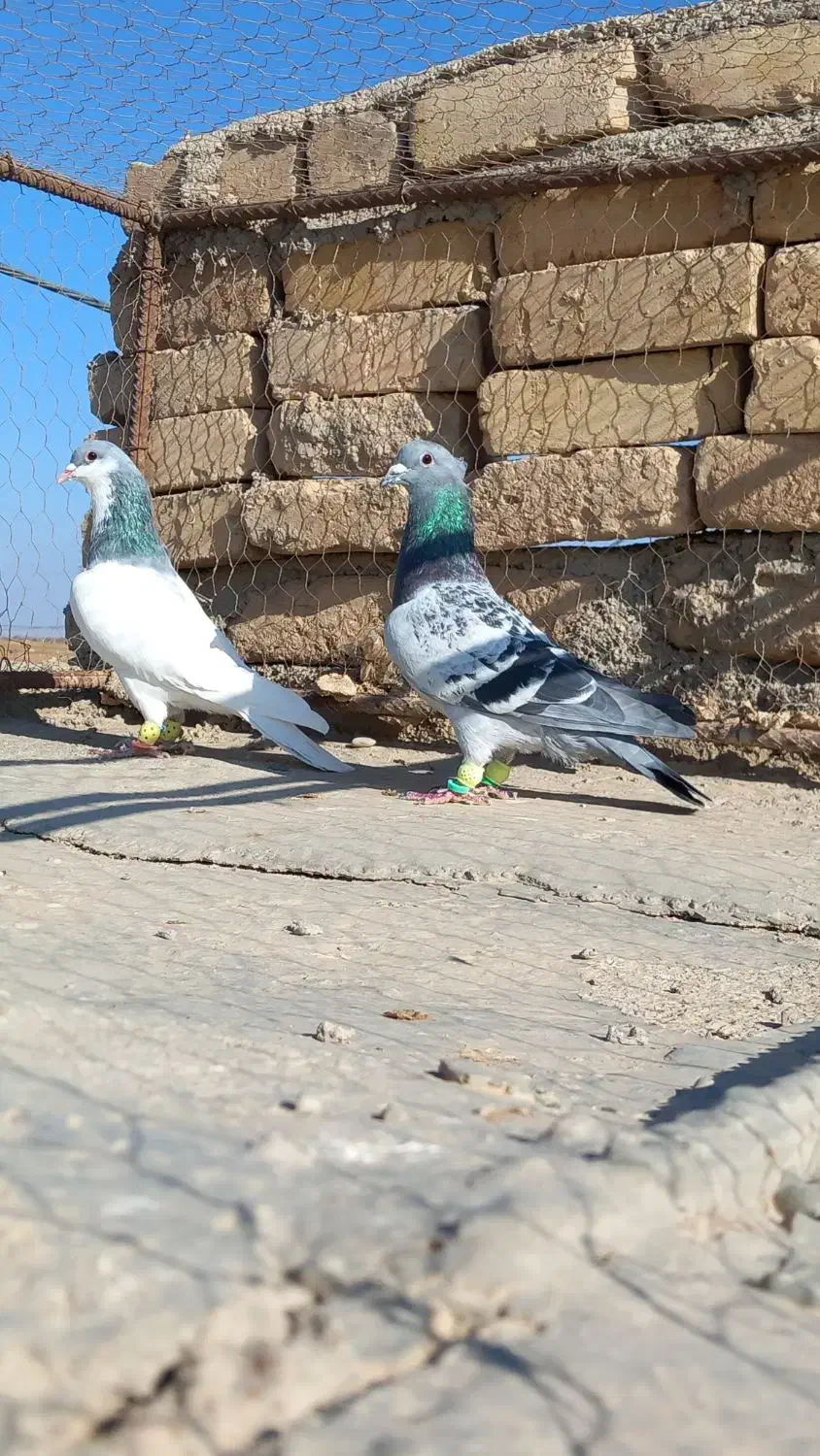 کبوتر مگسی شامی با شصتی کبود|پرنده|دشتابی, |دیوار