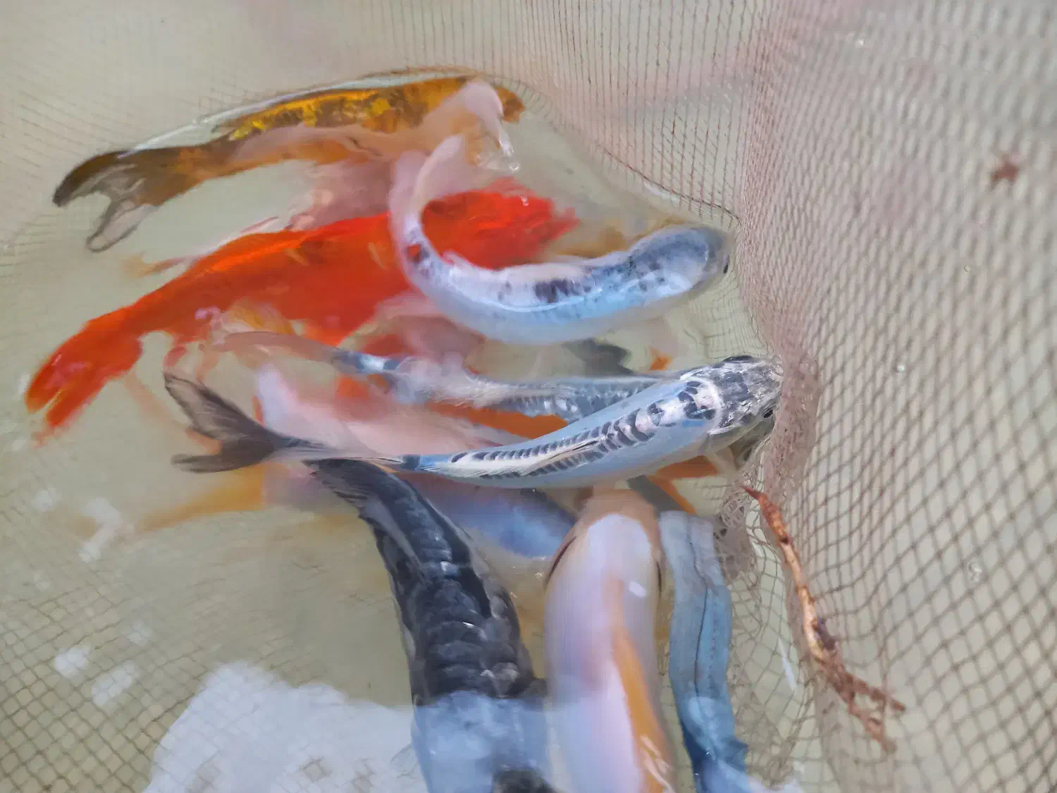 ماهی کوی|ماهی|مشهد, حجت|دیوار