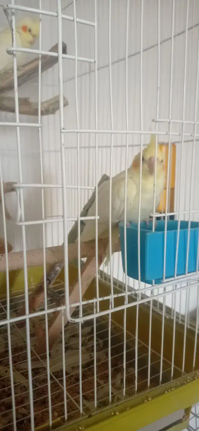 عروس هلندی|پرنده|شیراز, فرگاز|دیوار