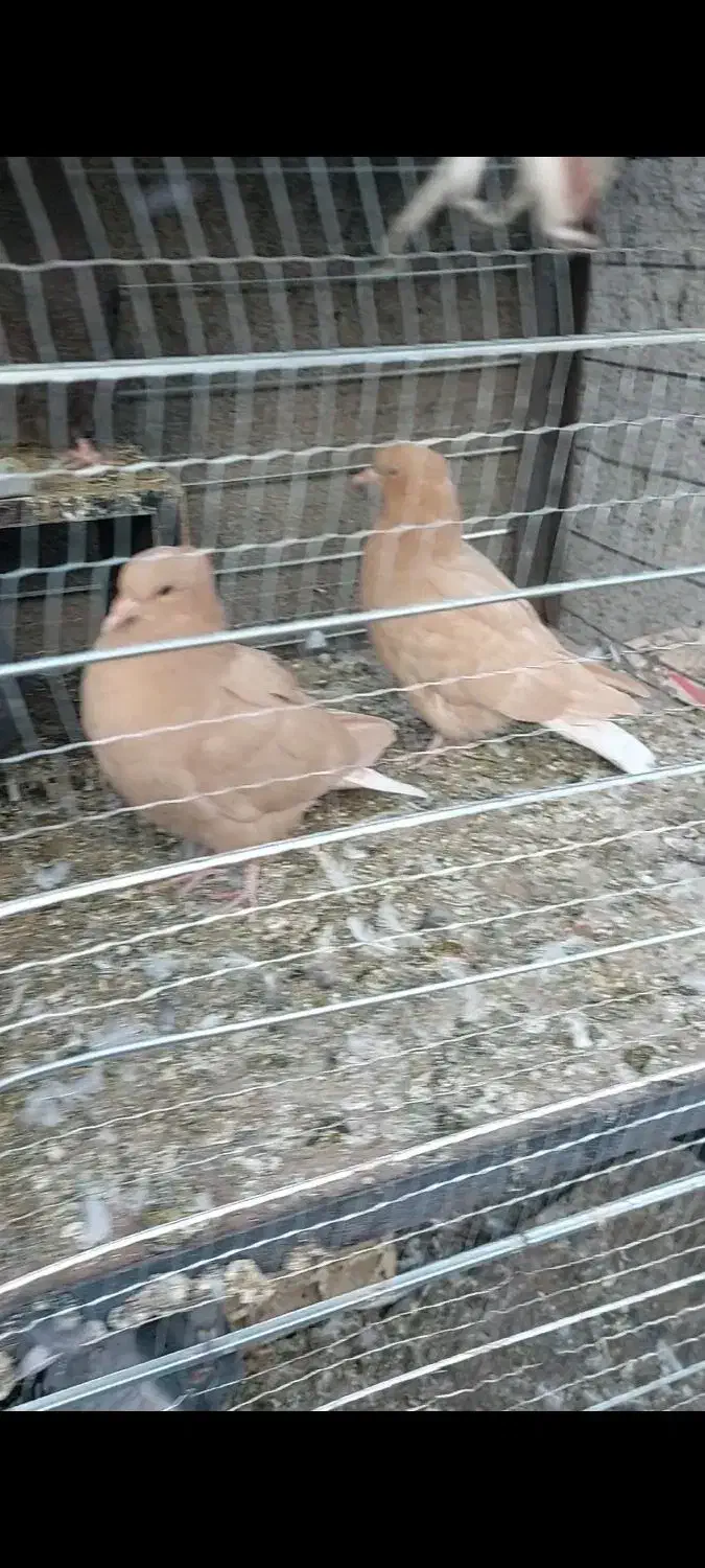 جوجه کبوتر رنگه|پرنده|مشهد, ویلاشهر|دیوار