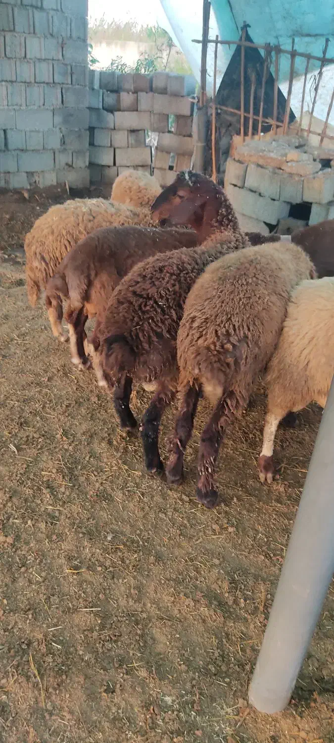 بره نر|حیوانات مزرعه|بابل, |دیوار