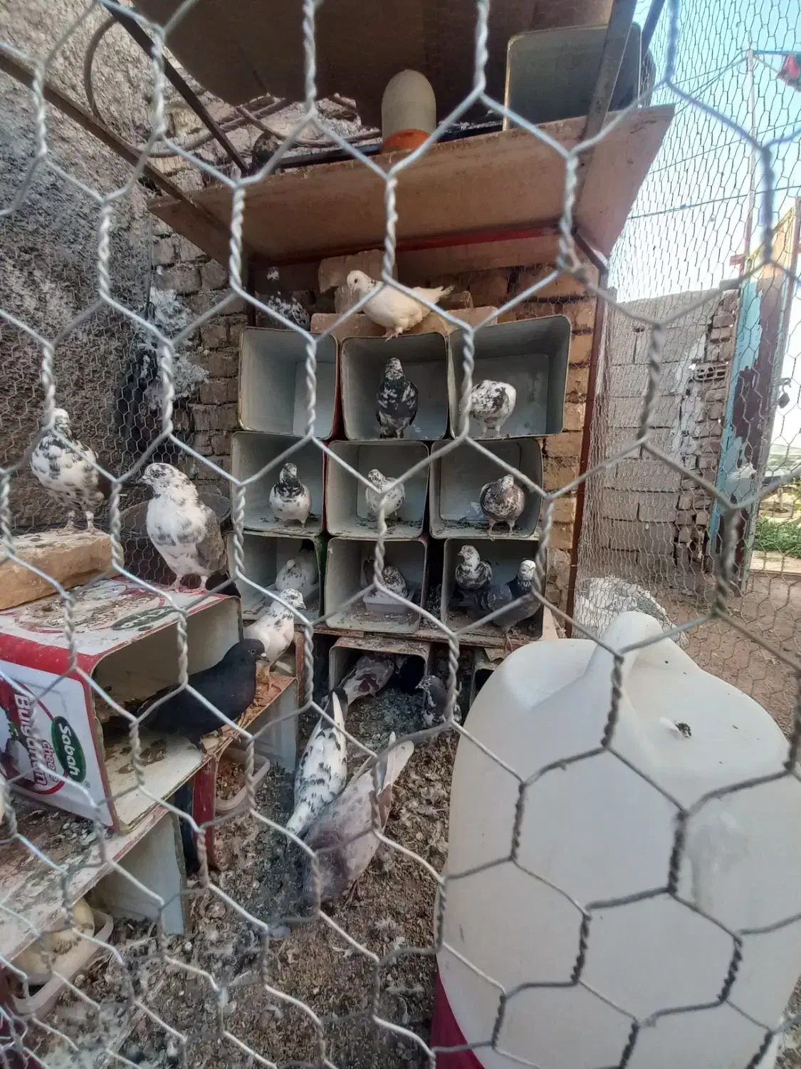 کبوتر به شرط|پرنده|داران, |دیوار