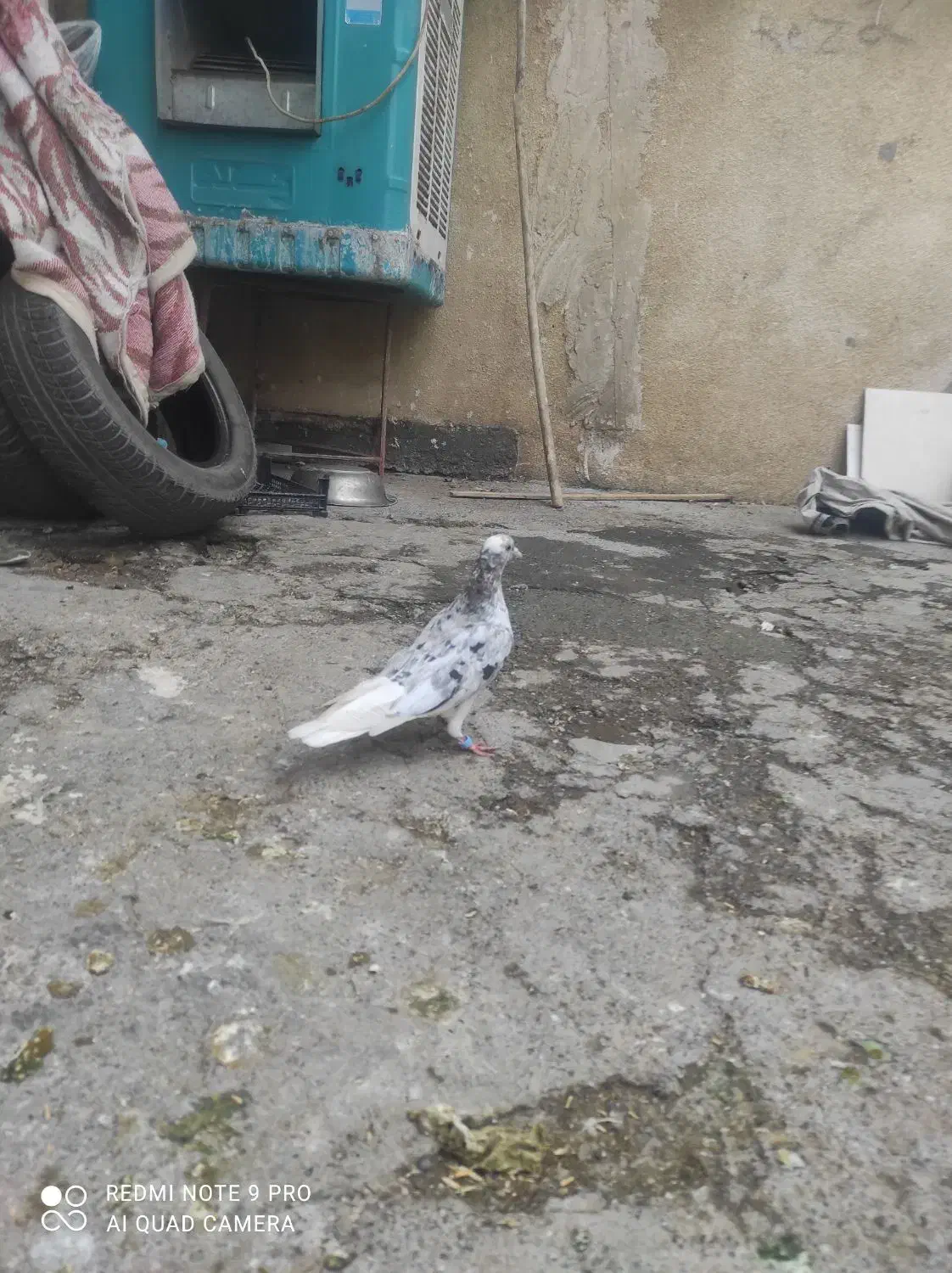 کبوتر زوردار پرشی دم سفید|پرنده|کرمانشاه, |دیوار