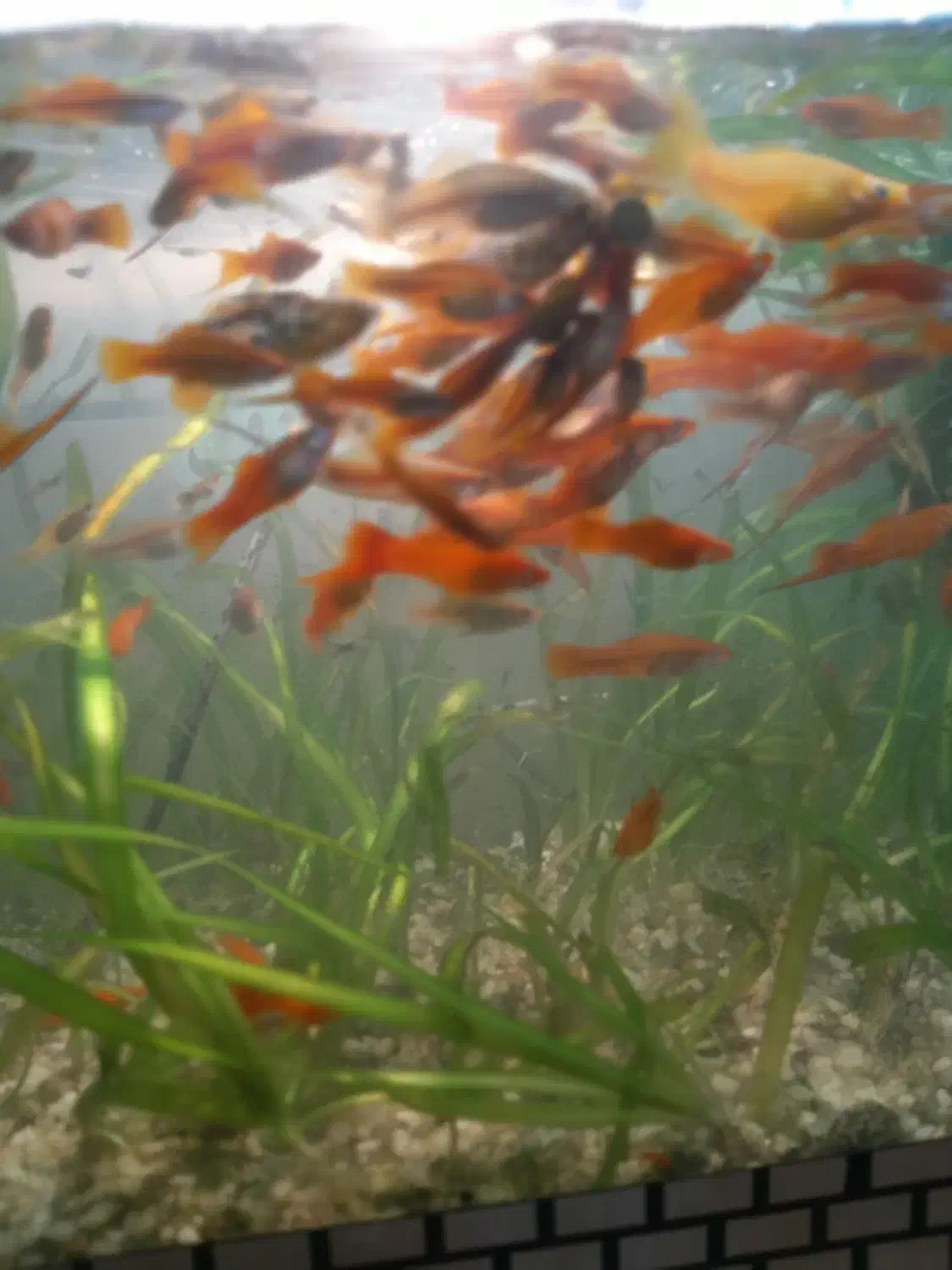 گوپی و دم شمشیری|ماهی|اهواز, لشکرآباد|دیوار