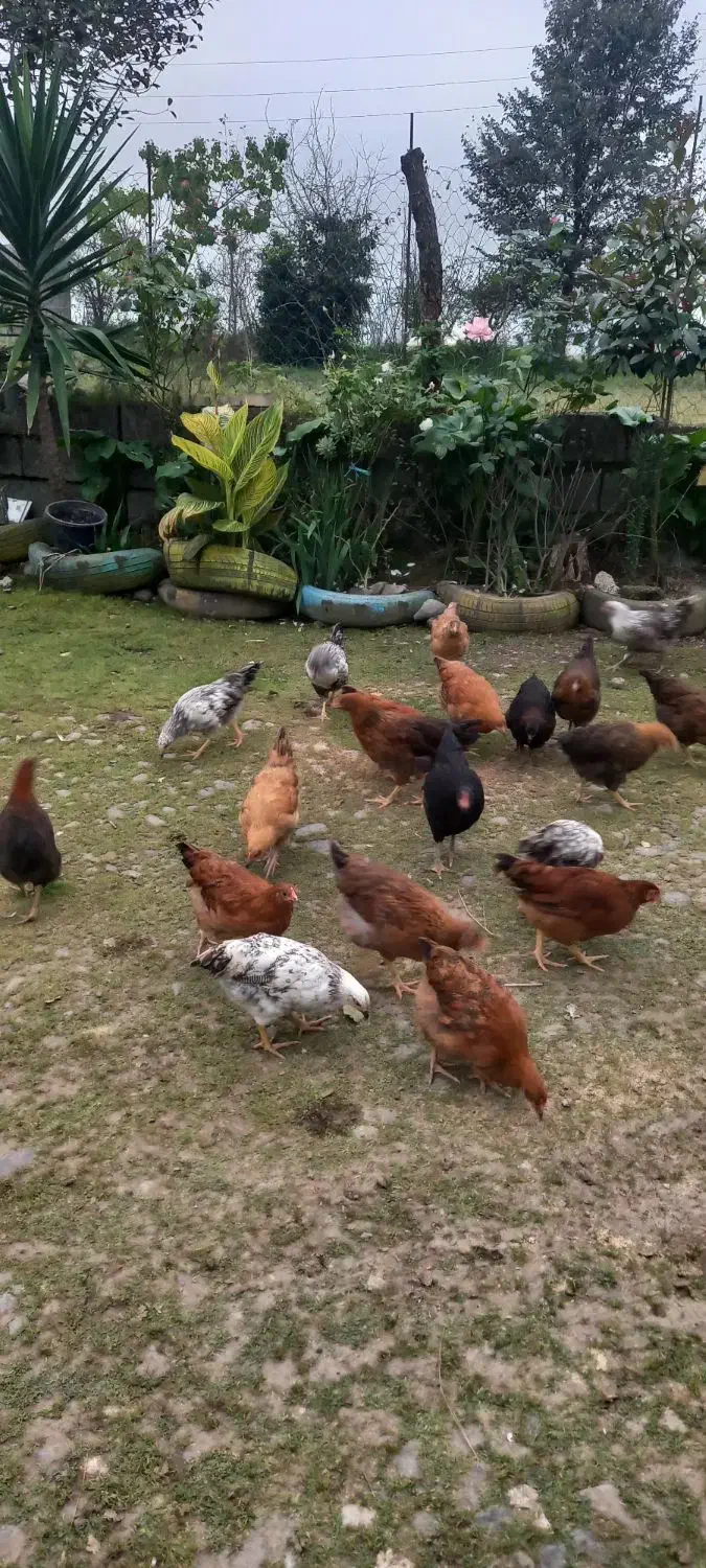 *نیمچه مرغ وخروس ۵ماه ارگانیک.|حیوانات مزرعه|رودسر, |دیوار