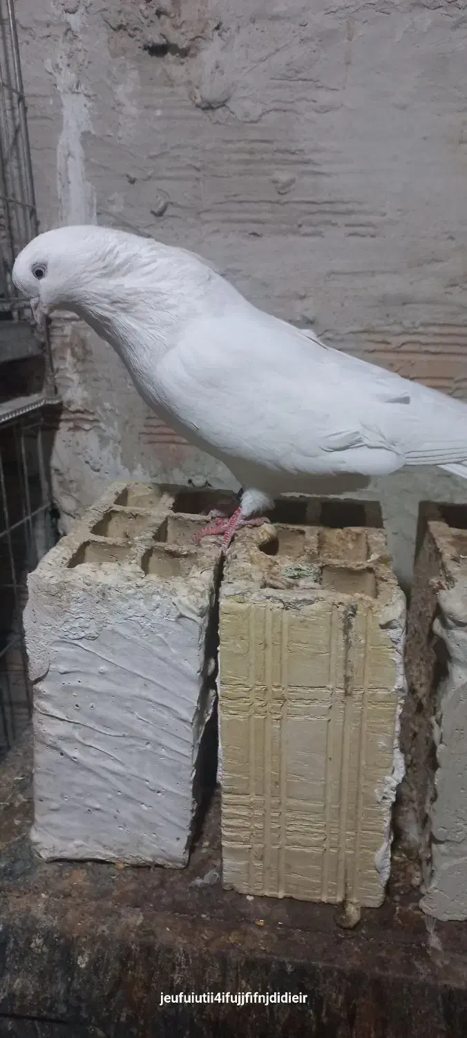 کبوتر سفید|پرنده|ارومیه, |دیوار