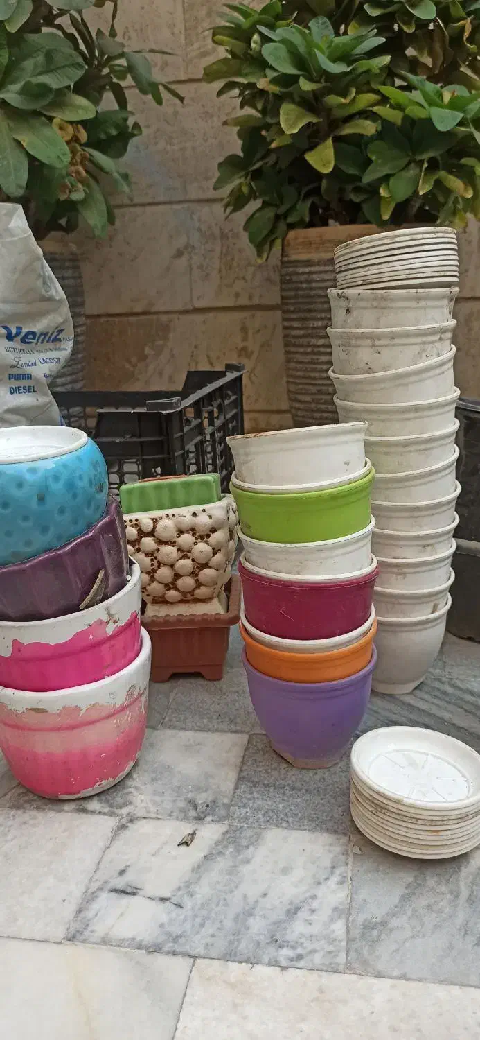 گلدان|گل و گیاه طبیعی|تهران, سلسبیل شمالی|دیوار