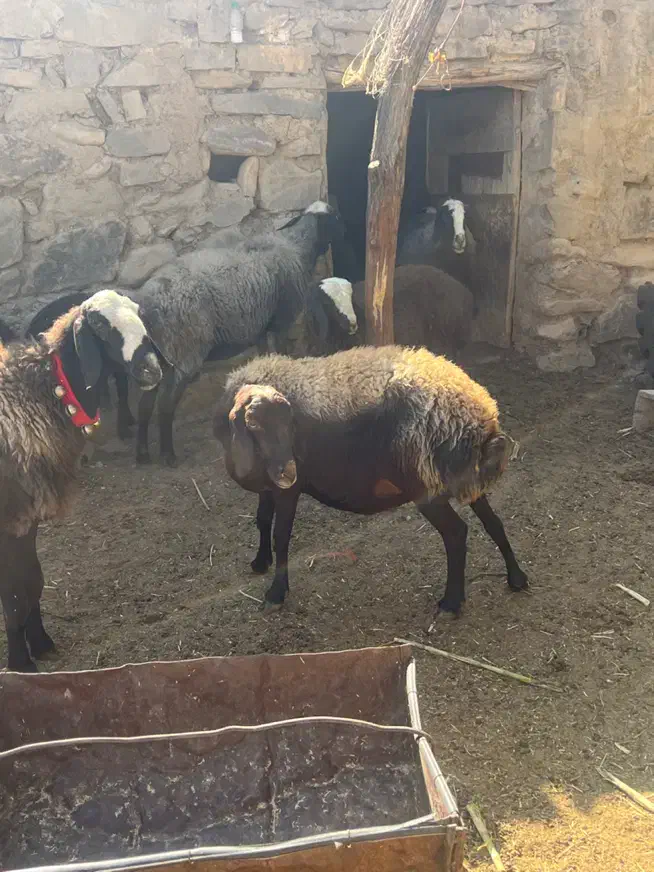 میش و بره های نژاد اصیل شال و افشار|حیوانات مزرعه|زرند, |دیوار