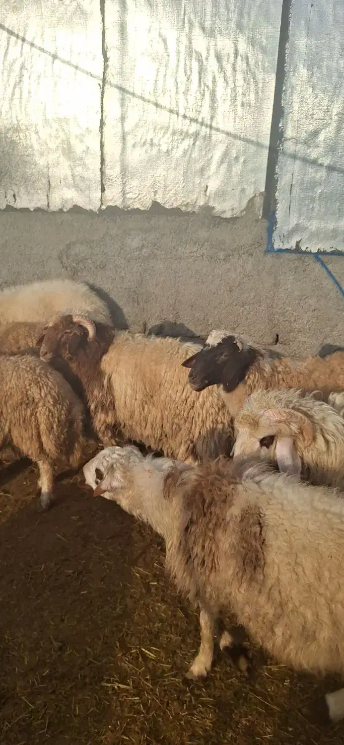 تعداد ۳۲ عدد بره صادراتی|حیوانات مزرعه|بدره, |دیوار