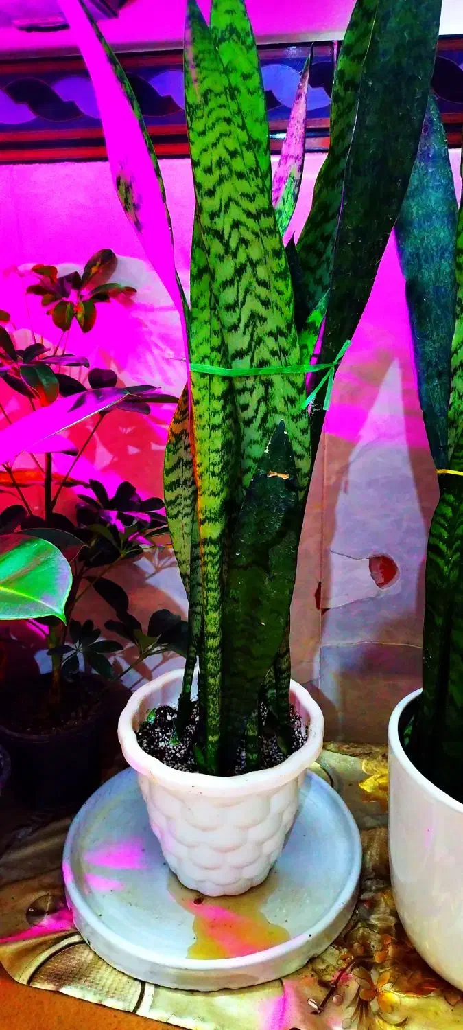 گل وگیاه|گل و گیاه طبیعی|خرمشهر, |دیوار