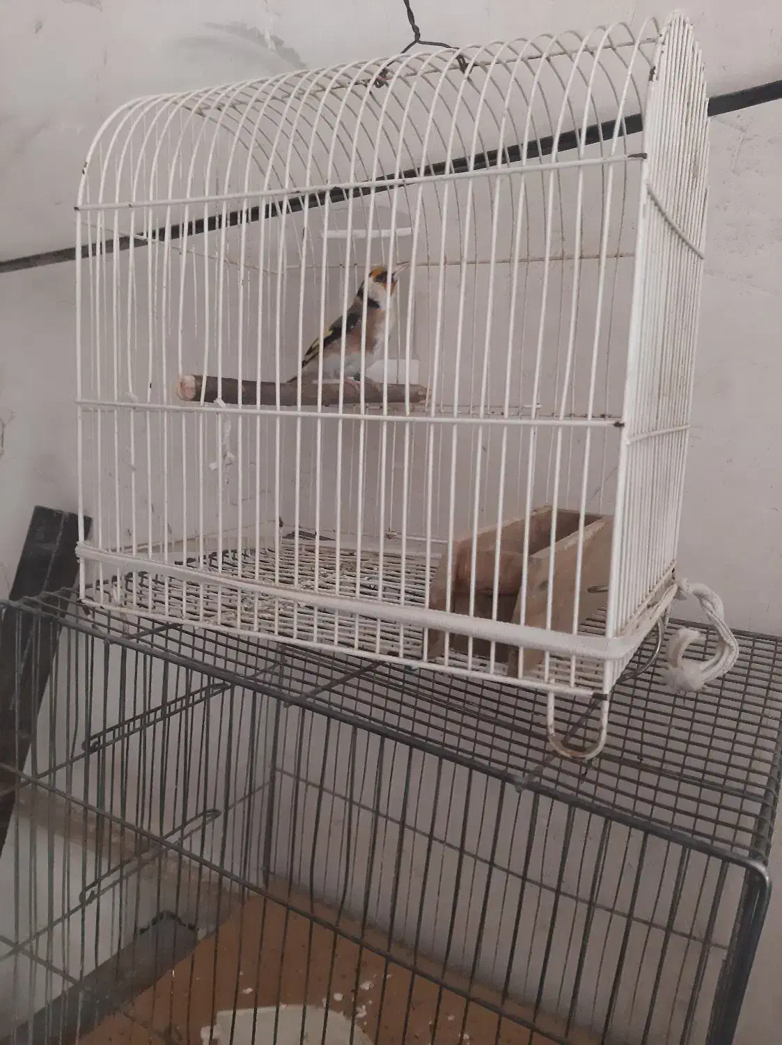 سهره دوسال قفس|پرنده|سنندج, |دیوار