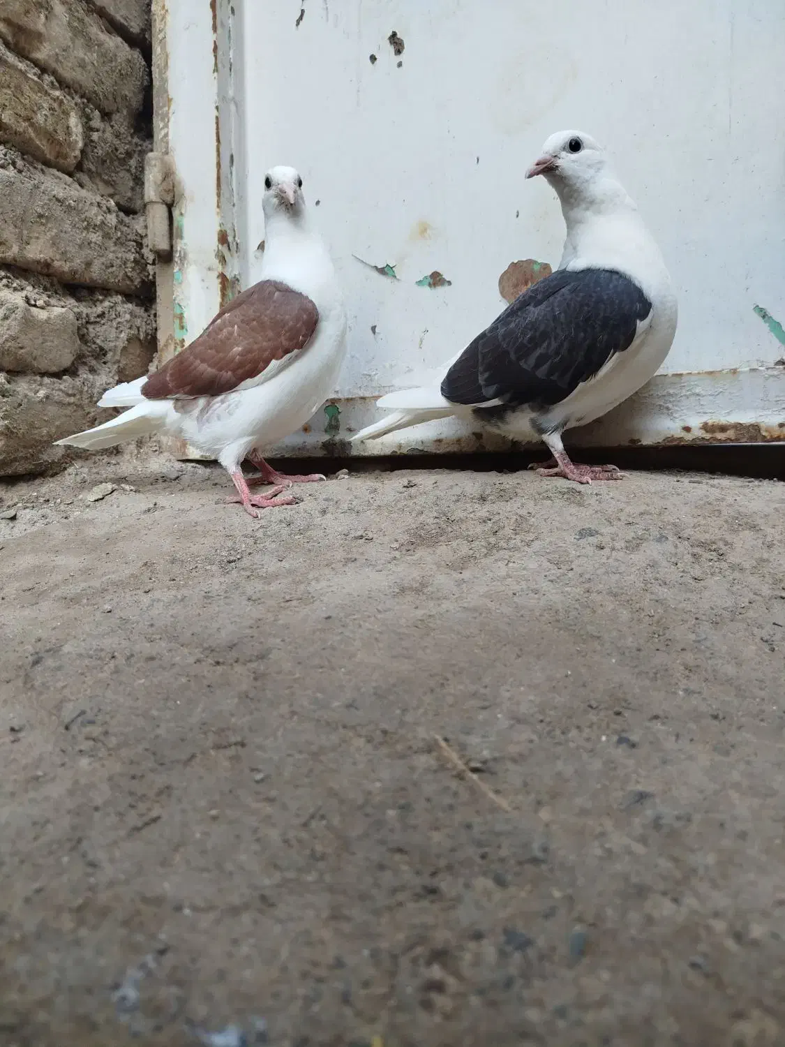 جوجه پرنداختن بدون خط نشان|پرنده|یامچی, |دیوار