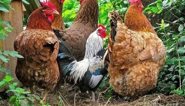 مرغ  خروس محلی|حیوانات مزرعه|کردکوی, |دیوار