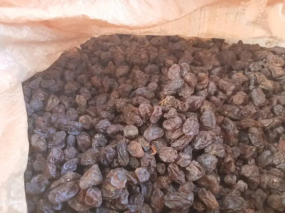 کشمش ومویز آفتاب خشک وشیره انگور خرما مخصوص آبکیری|خوردنی و آشامیدنی|کرمانشاه, |دیوار