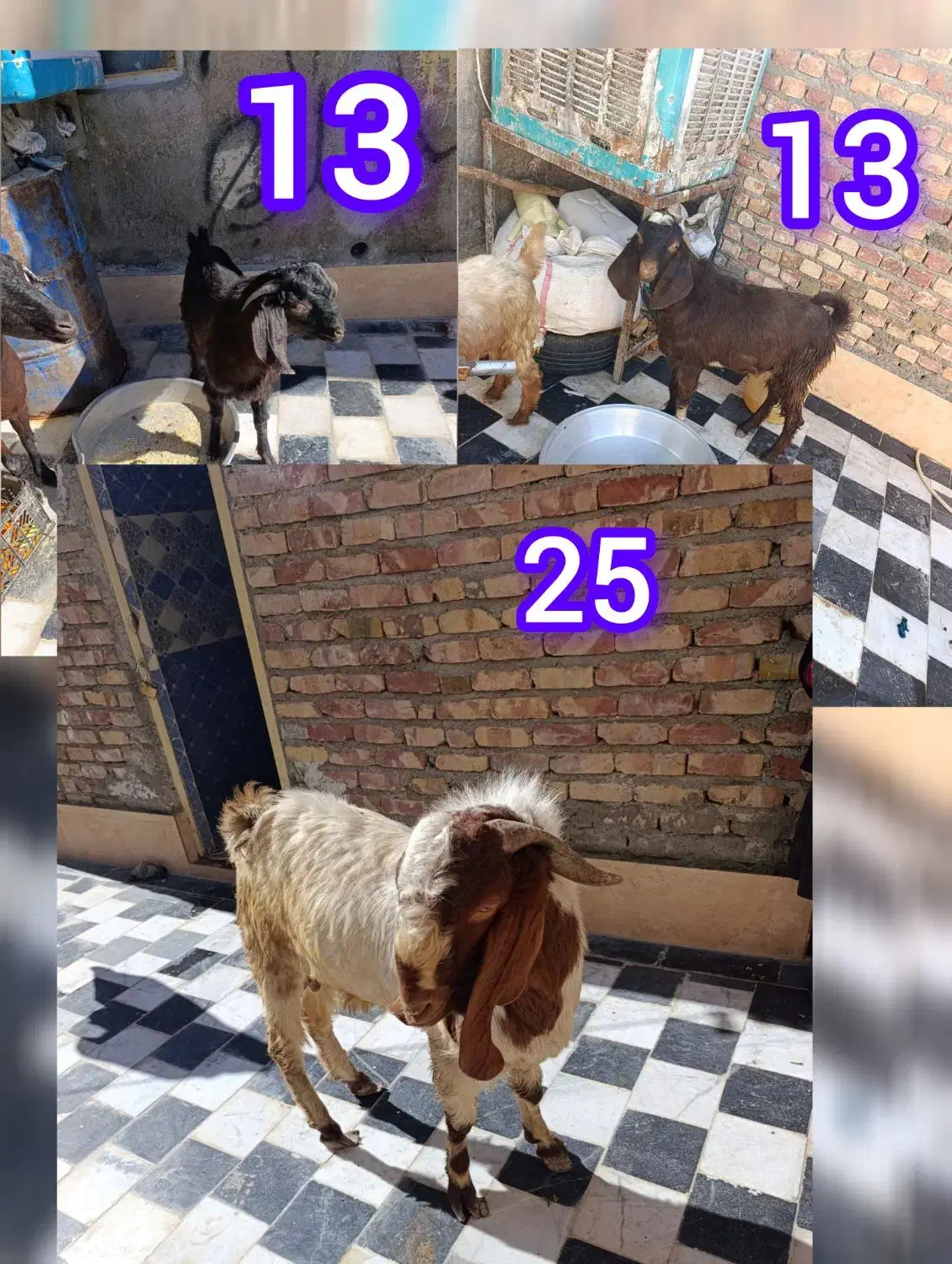 بز پاچن|حیوانات مزرعه|زاهدان, |دیوار