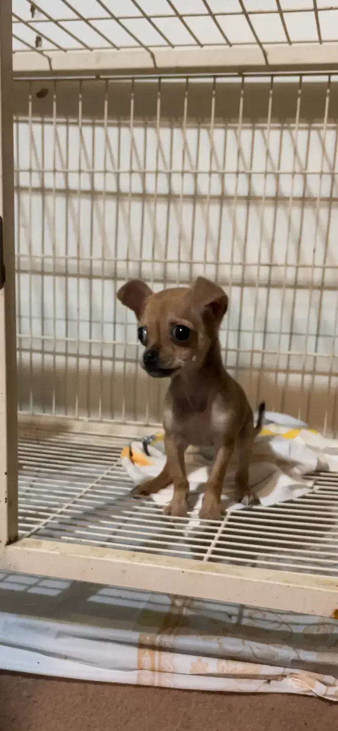 شیواوا سگ جیبی|سگ|کرج, عظیمیه|دیوار