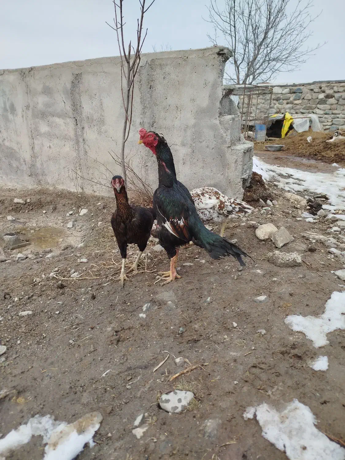 خروس لاری|حیوانات مزرعه|مشگین شهر, |دیوار