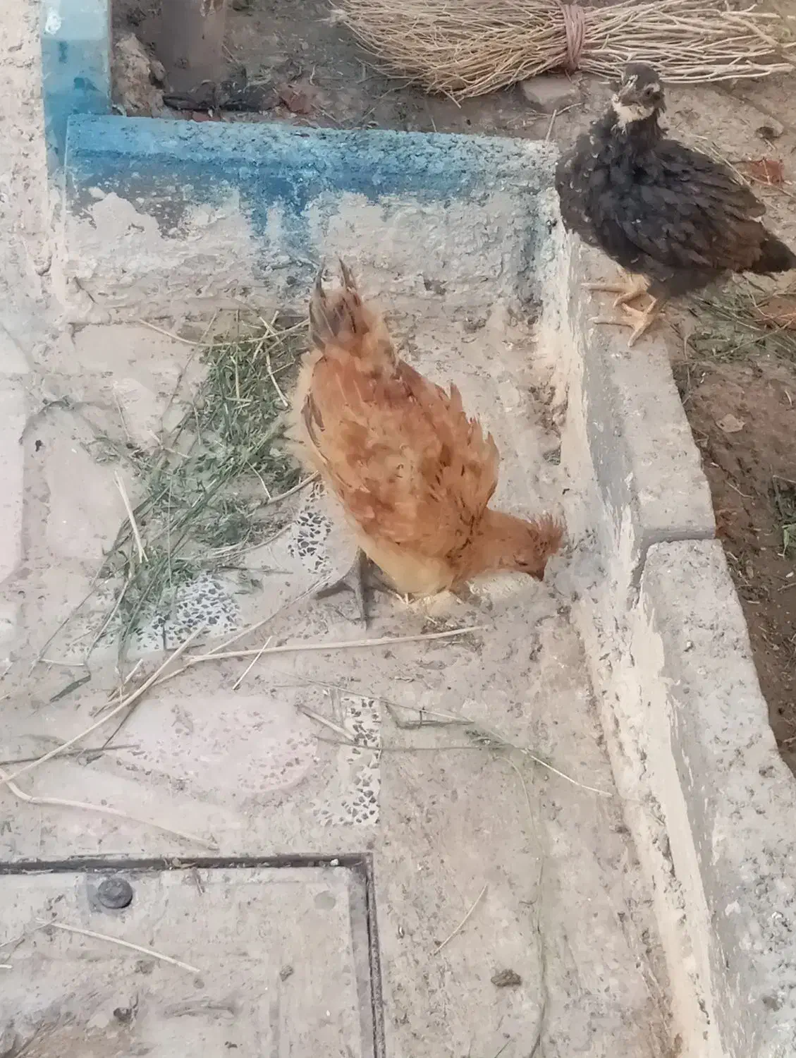 فروش بچه خرگوش وجوجه|موش و خرگوش|اراک, |دیوار