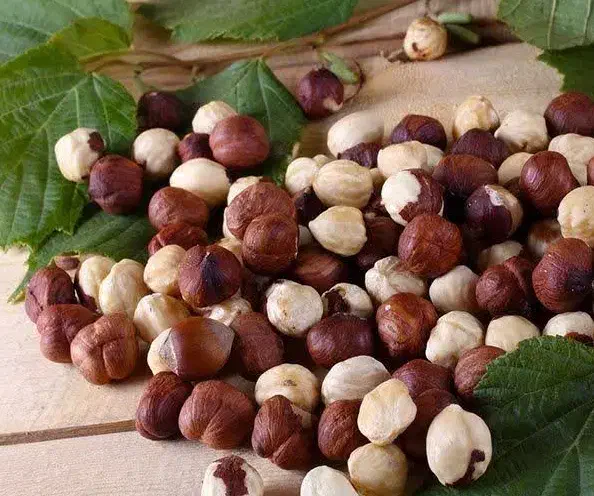 پیش فروش نهال فندق فرتیل|خدمات باغبانی و درختکاری|ابرکوه, |دیوار