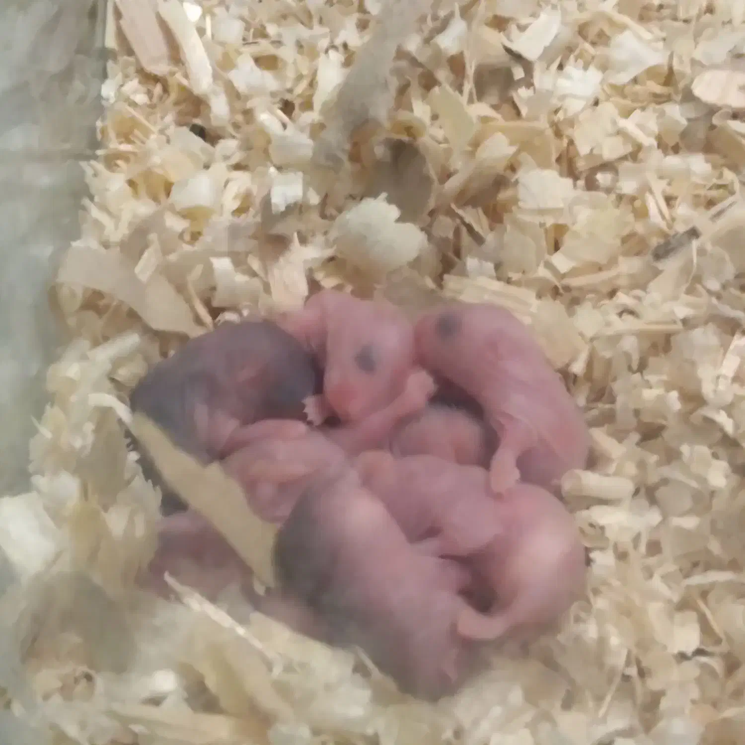 همستر کمپل چشم تیله ای|موش و خرگوش|تهران, صد دستگاه|دیوار