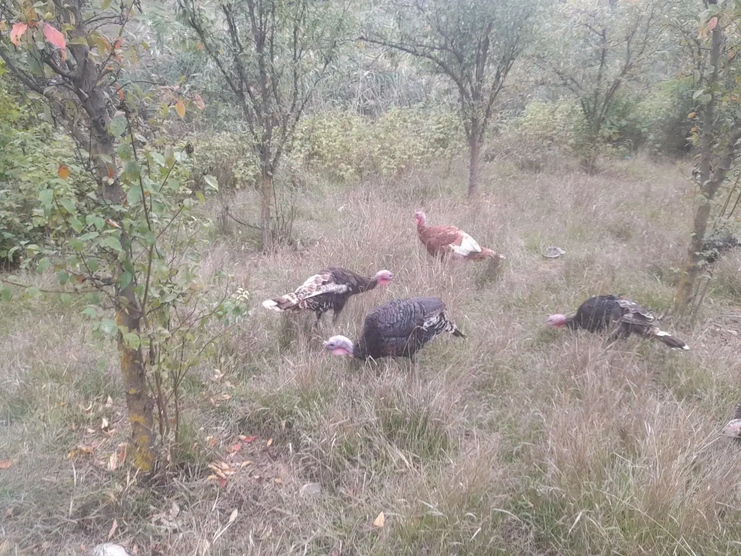 بوقلمون|حیوانات مزرعه|آبش احمد, |دیوار