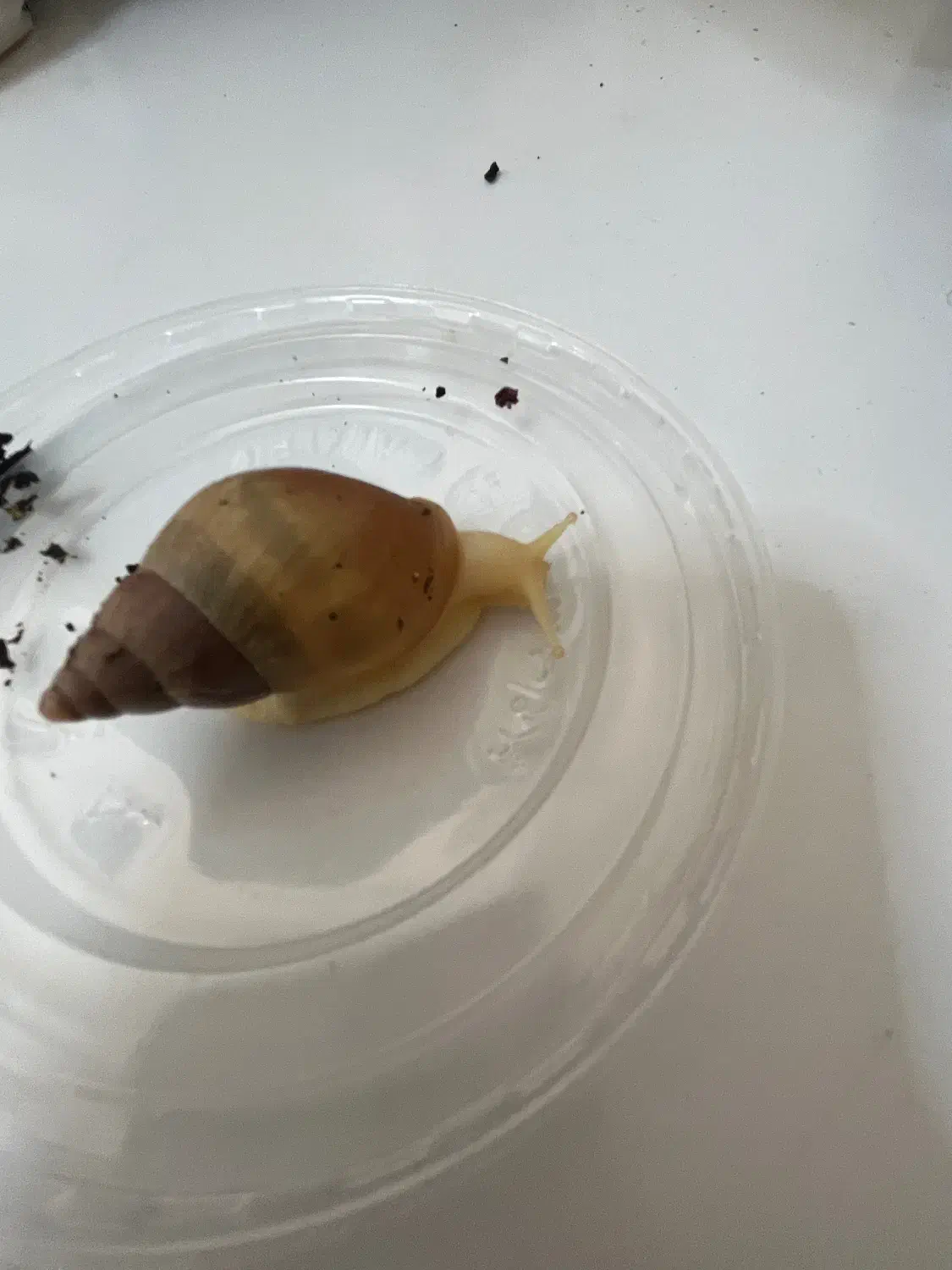 فروش حلزون|خزنده|شیراز, ریاستی|دیوار