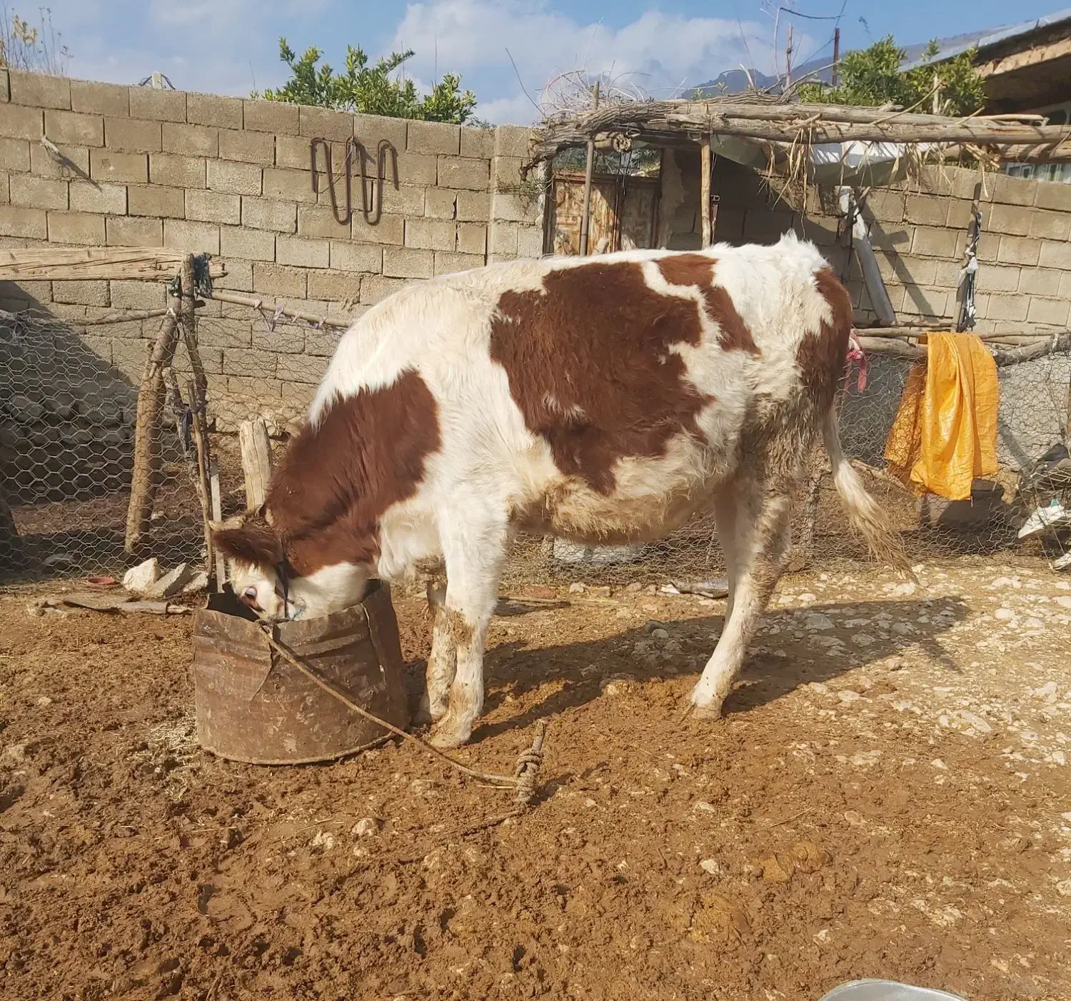 گاو ونوکل سرحال|حیوانات مزرعه|سیروان, |دیوار