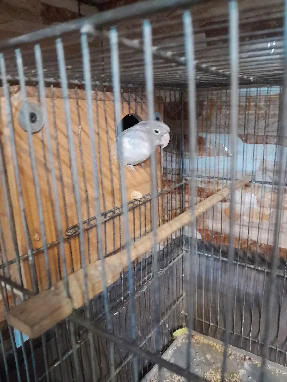 طوطی برزیلی مولد|پرنده|تهران, هاشمی|دیوار