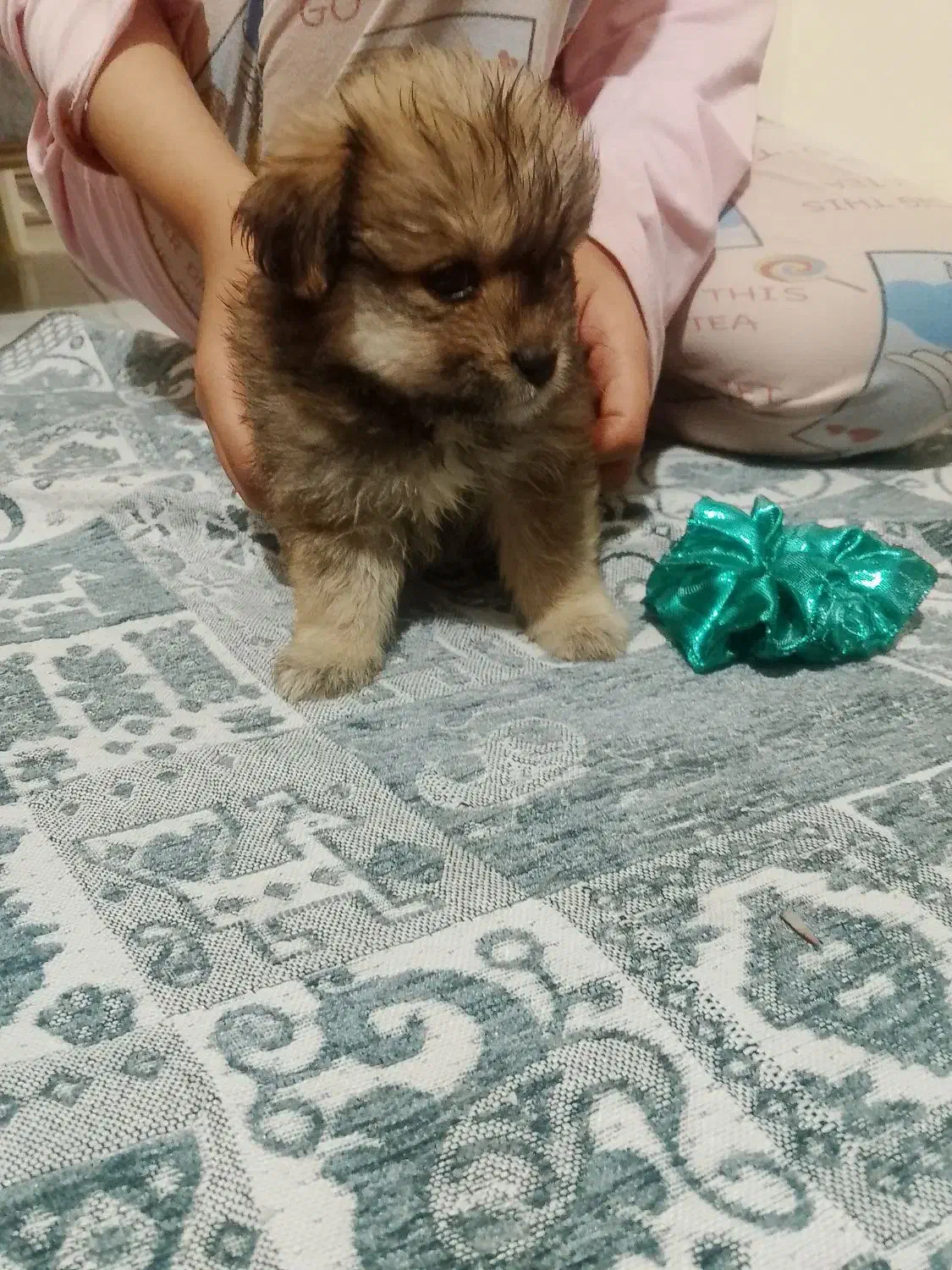 اسگ شیتزو|سگ|پرند, فاز ۶|دیوار