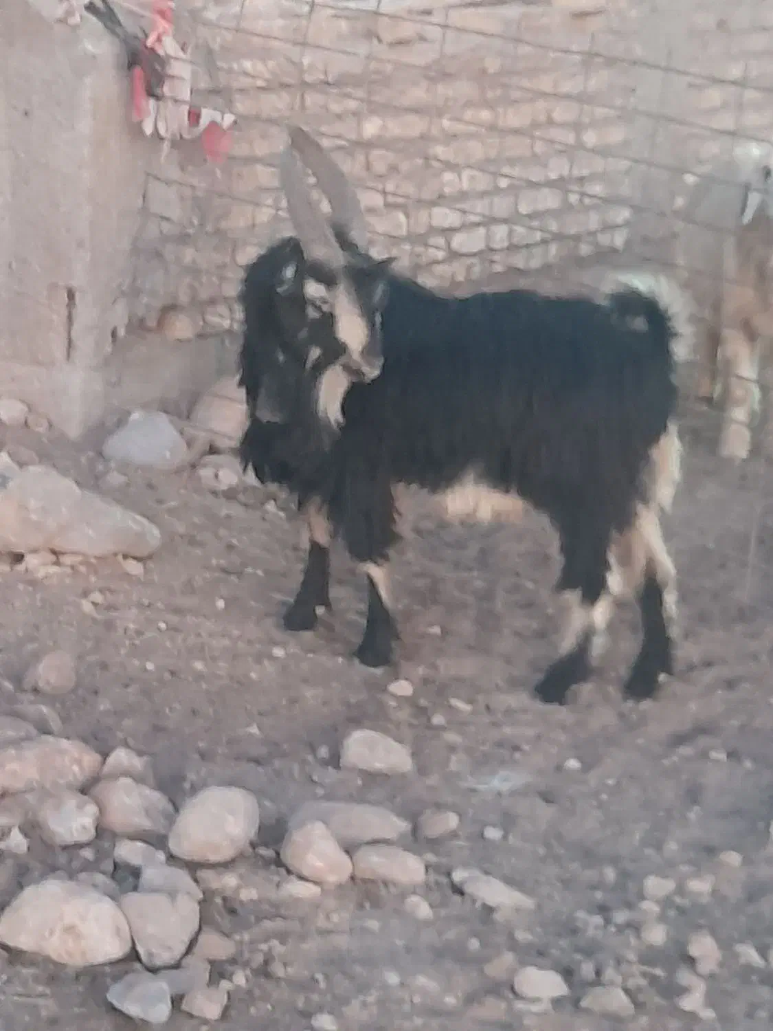 فروشی|حیوانات مزرعه|سمیرم, |دیوار