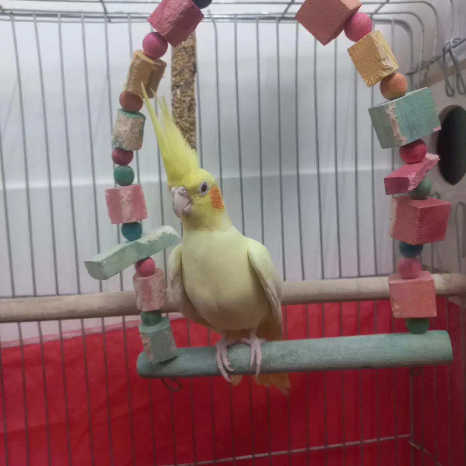 عروس هلندی لوتینو|پرنده|شاهرود, |دیوار