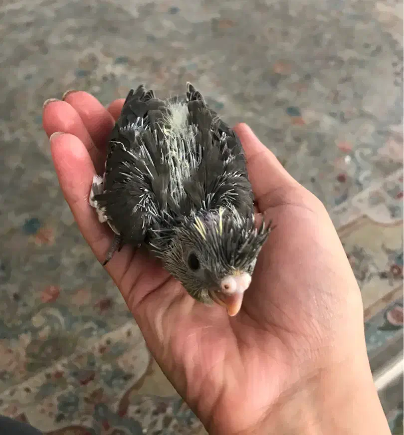 جوجه عروس هلندی|پرنده|رودهن, |دیوار