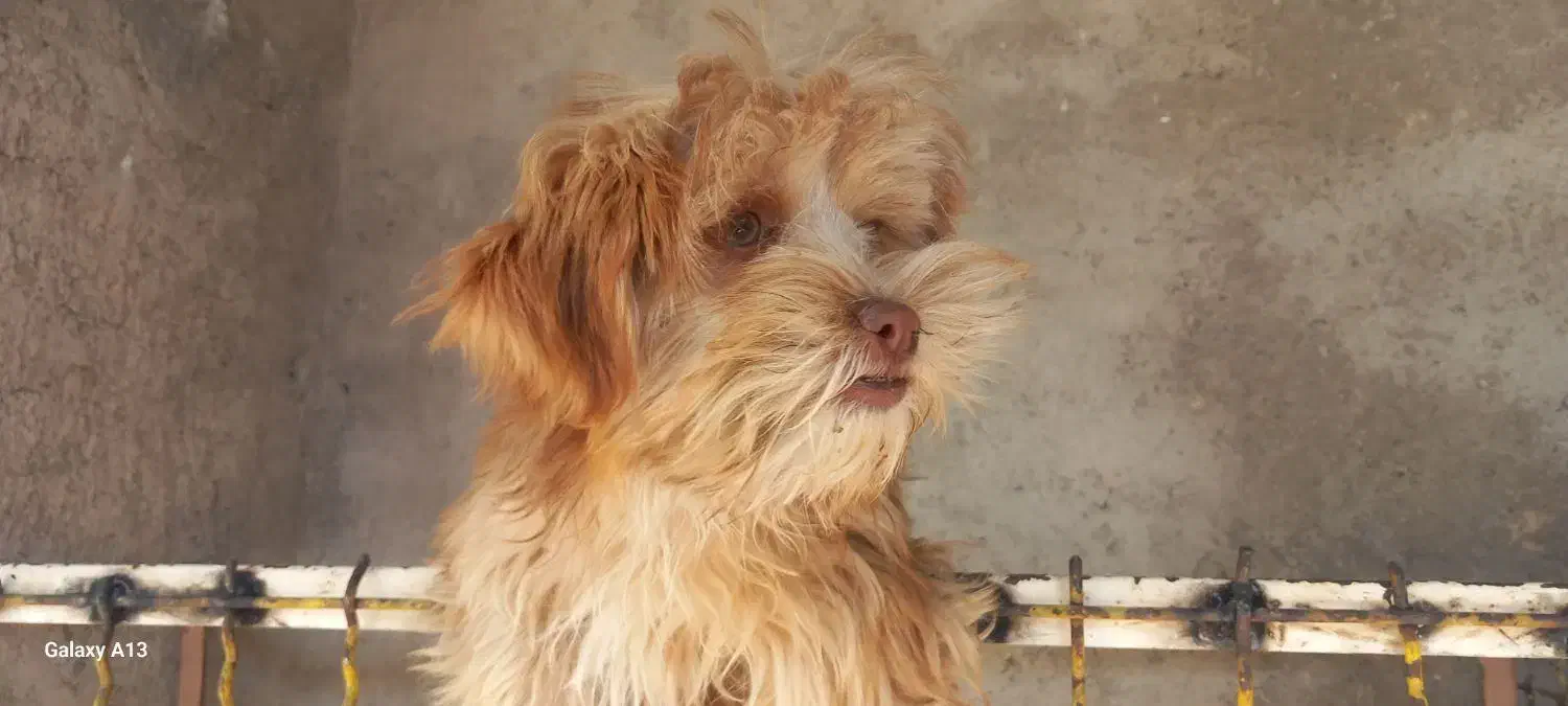 شیتزو|سگ|ابهر, |دیوار