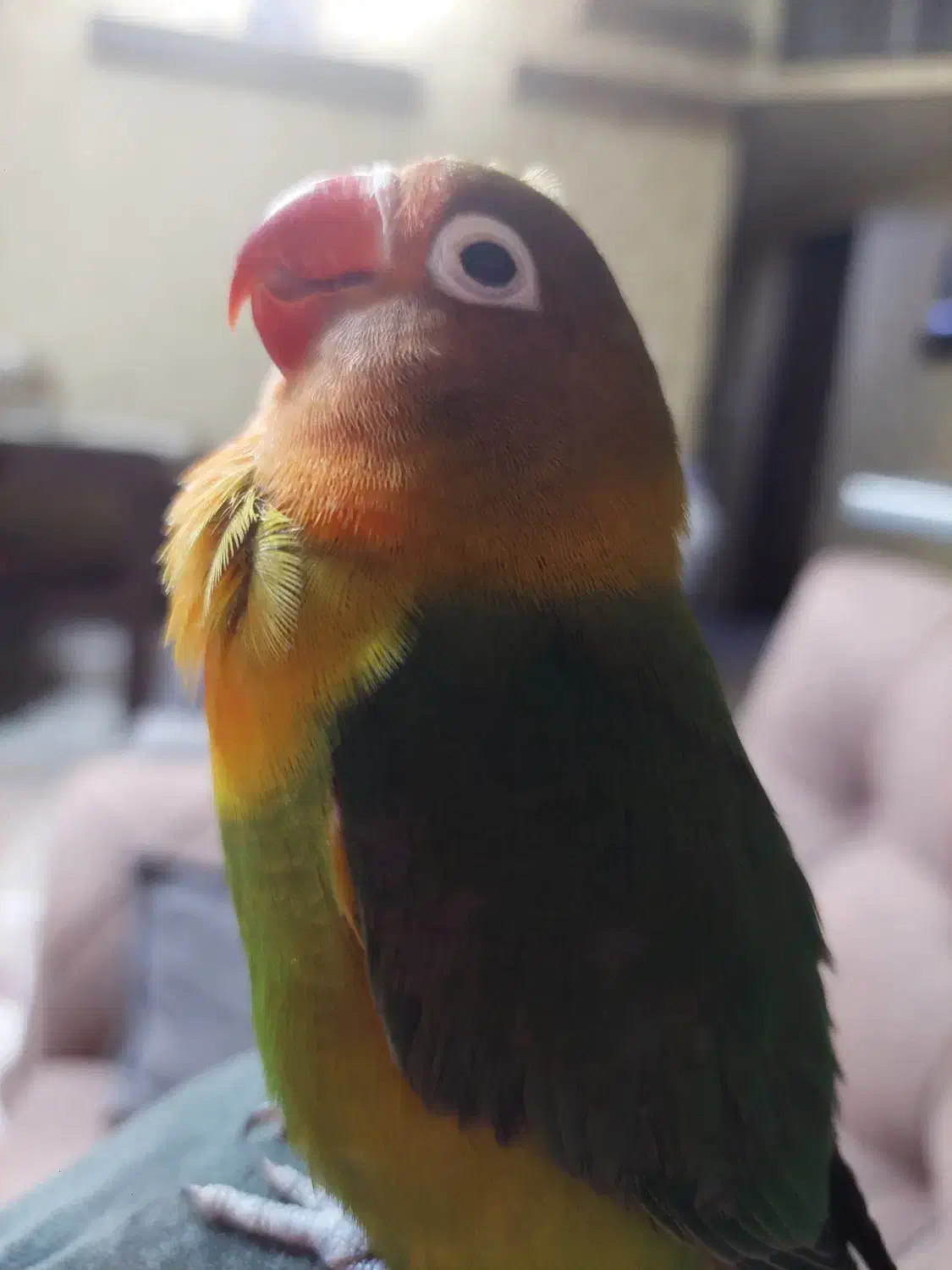 طوطی برزیلی ماده|پرنده|شاهینشهر, مسکن مهر|دیوار