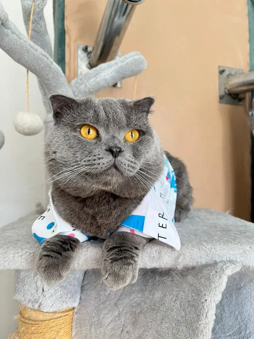 گربه نر اسکاتیش بلو جفت گیری|گربه|پردیس, فاز ۱۱|دیوار