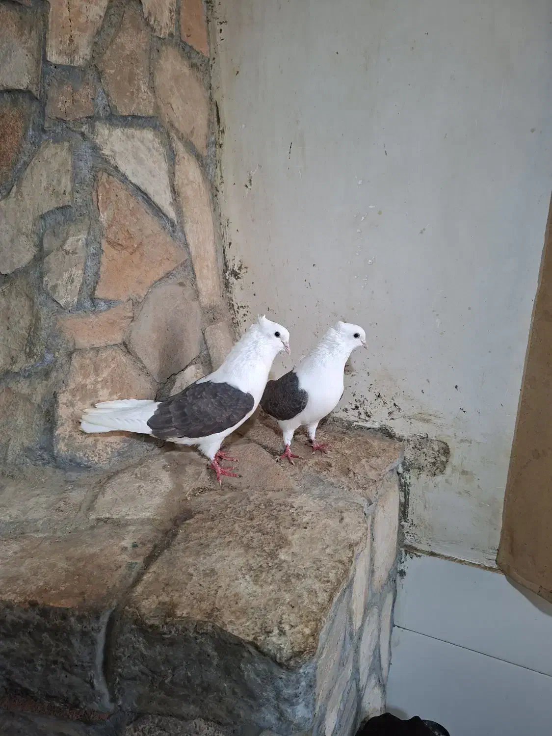 کبوتر|پرنده|مرودشت, بیست متری بیمارستان|دیوار