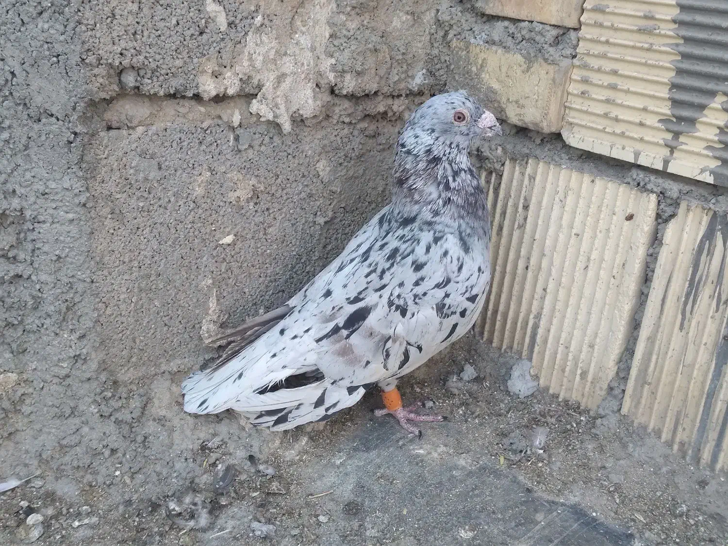 دورگ|پرنده|بندر ماهشهر, |دیوار