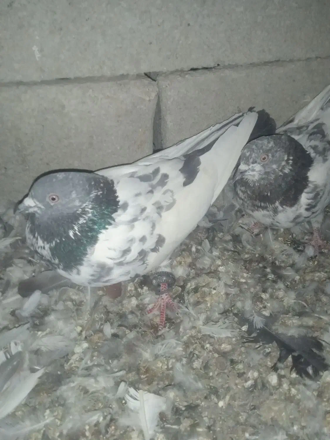 کبوتر|پرنده|کلاتان, |دیوار