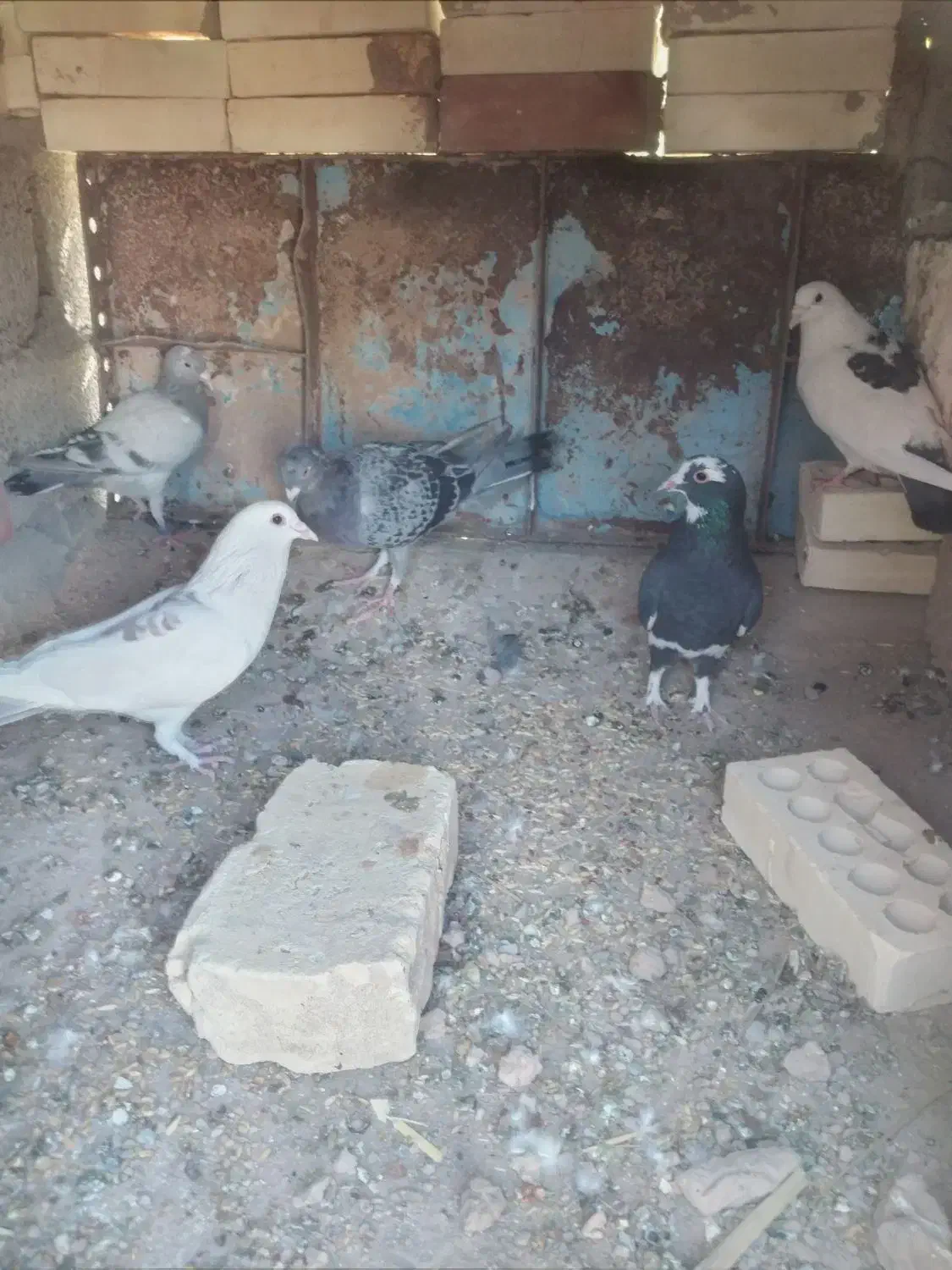 چند عدد کبوتر فروشی|پرنده|فهرج, |دیوار